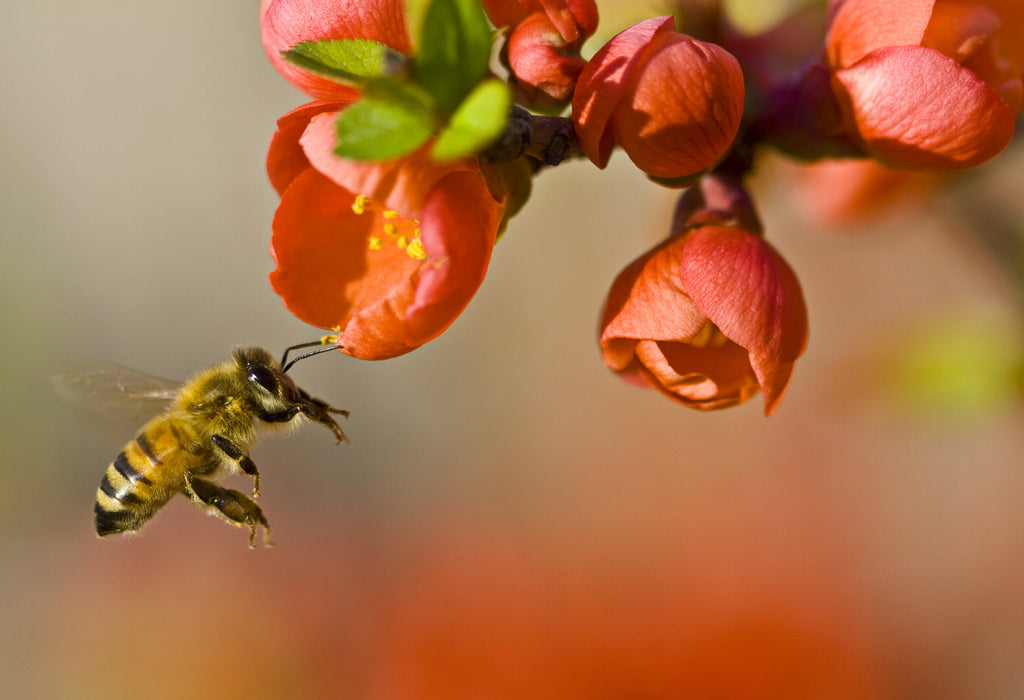 Saving Our Honey, One Bee at a Time