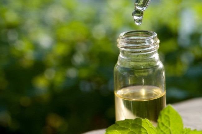 Essential Oil Spotlight: Tea Tree Oil