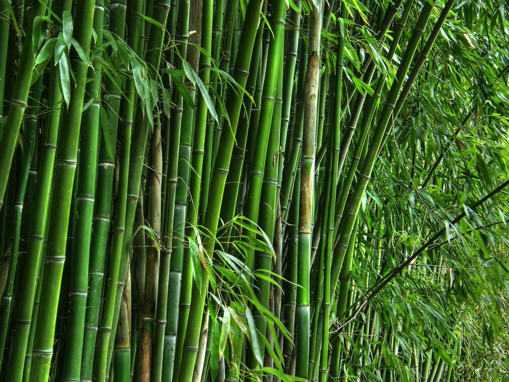 A Look at Mattresses Made with Bamboo