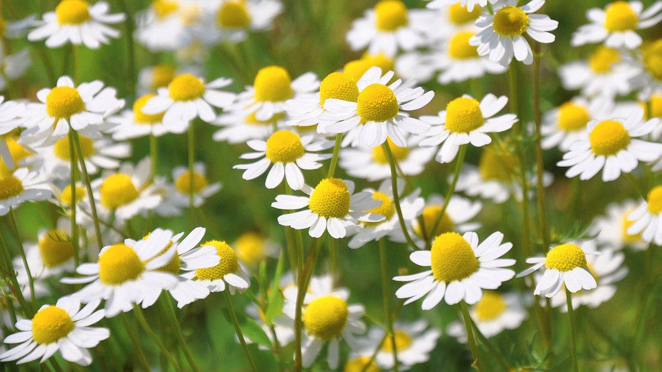 Chamomile for Sleep