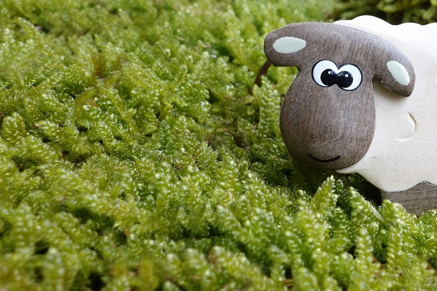 We Want to Share Our New Wool with You!