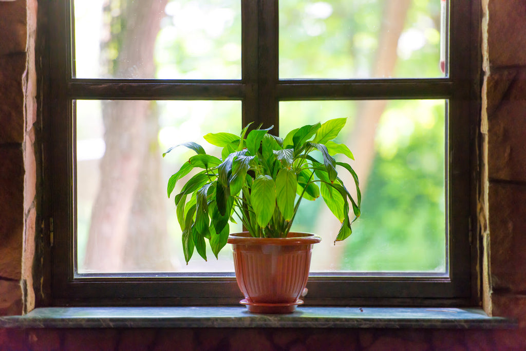 indoor-household-plant