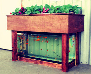 Aquaponics, It's Time!