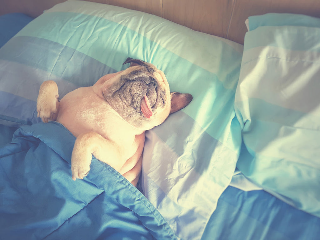 Sleeping with your pet concept - pug in the bed