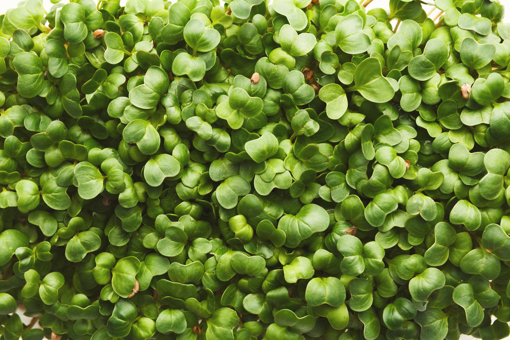 micro gardening